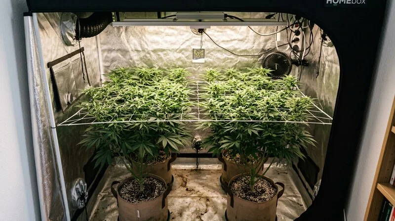 Person riecht an Cannabis-Bud — sensorische Qualitätsprüfung beim CSC-Abholtermin